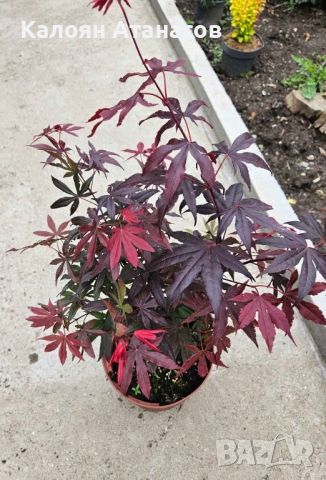 Японски клен.Acer atropurpureum, снимка 1