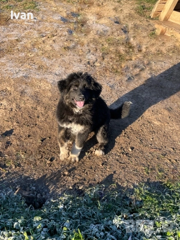 Каракачанка женска