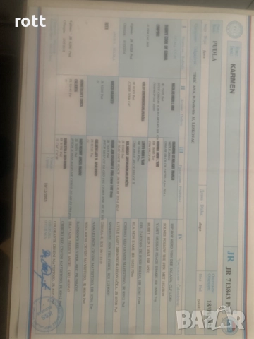 Той пудел, снимка 4 - Пудели - 52825480