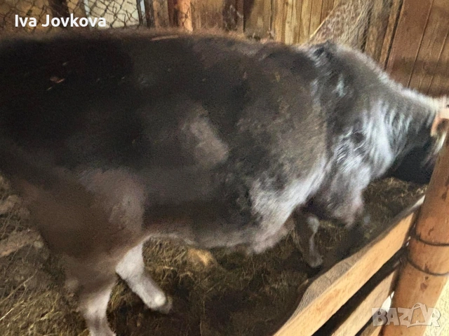 мъжко теле на 5 месеца , снимка 2 - Крави - 53486901