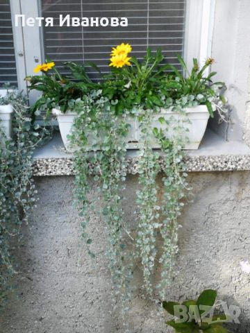 Дихондра сребриста 4лв или зелена 3лв , снимка 3 - Градински цветя и растения - 45941805