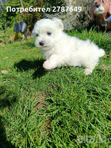 Малтийска Болонка