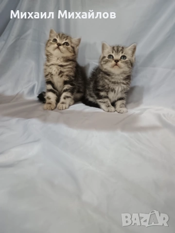 Две котенца ТАБИ , снимка 2 - Британска късокосместа - 53448950