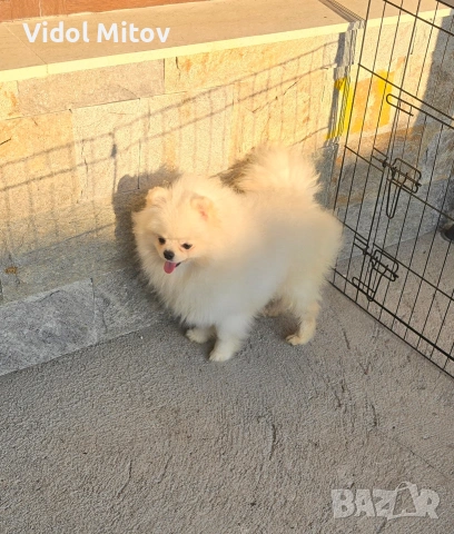 Мини Померан момче 