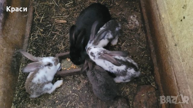 Зайци , снимка 4 - Други животни - 42568244