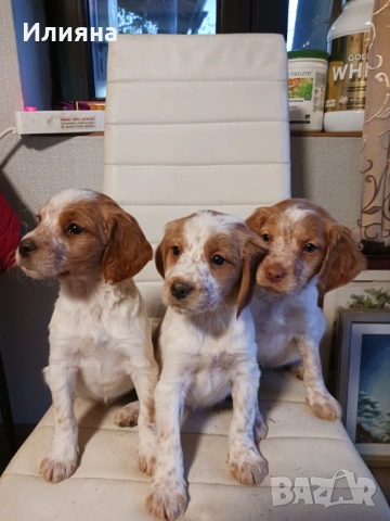 Бретон шпаньоли на 2 месеца