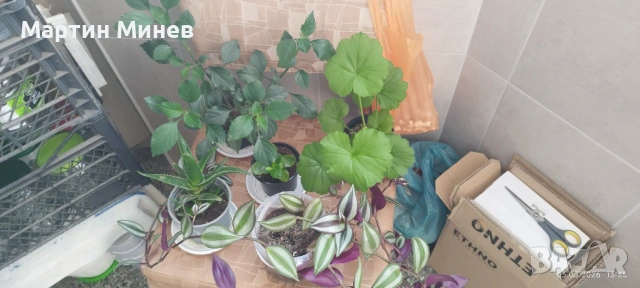 Комплект 6 цветя за 20 евро, снимка 2 - Стайни растения - 52480621