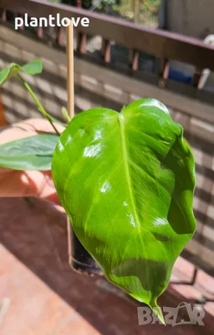 Philodendron esmeraldense , снимка 2 - Стайни растения - 46962284