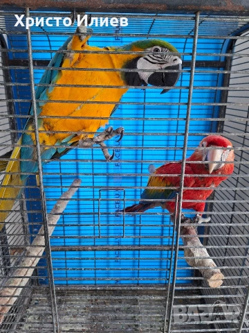 Продавам млади ръчно хранени ари 