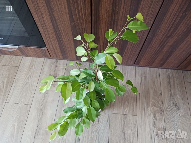 Бенджамин в бяла саксия - стайно растениe, снимка 3 - Стайни растения - 52353493