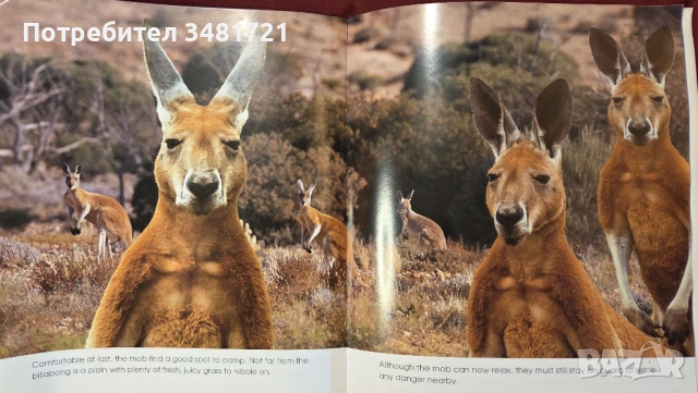 Кенгурото. Фото-разказ / Living With the Mob, снимка 5 - Енциклопедии, справочници - 54167813