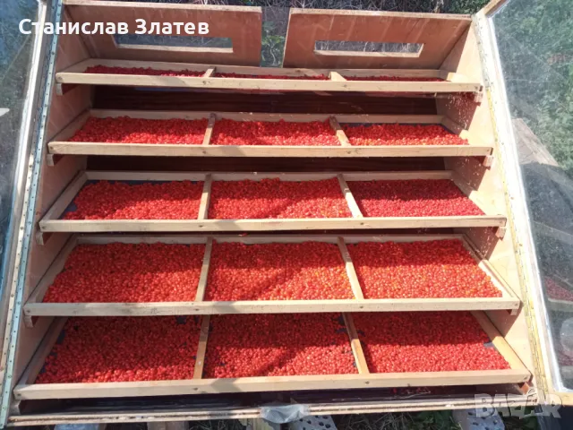 Годжи бери, снимка 3 - Домашни продукти - 48003396