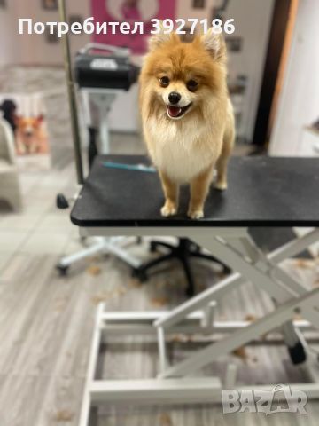 Dog Grooming фризьорски салон за кучета, снимка 7 - Фризьорски услуги - 45873183