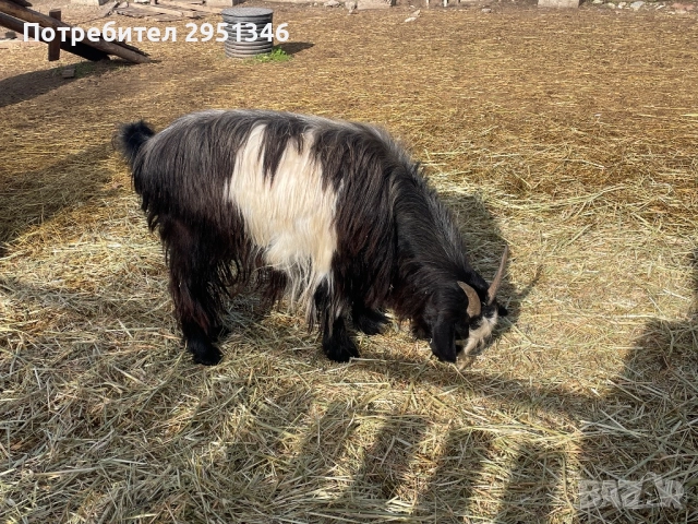 Бременна коза, снимка 2 - Кози - 52408802