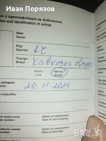 Кавказка овчарка , снимка 5 - Кавказка овчарка - 53124453