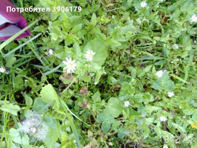 Бяло дребно цвете, снимка 1 - Градински цветя и растения - 45491307