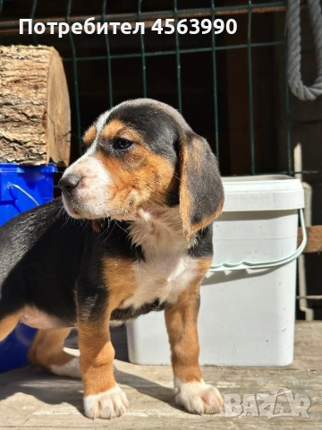 Tricvetni gonceta, снимка 5 - Гонче - 54114272