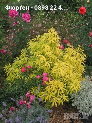 Чойсия (Портокалово цвете) - Choisya Aztec Gold, снимка 5 - Разсади - 51551729