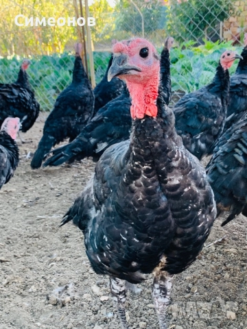 Пуйки домашни селски