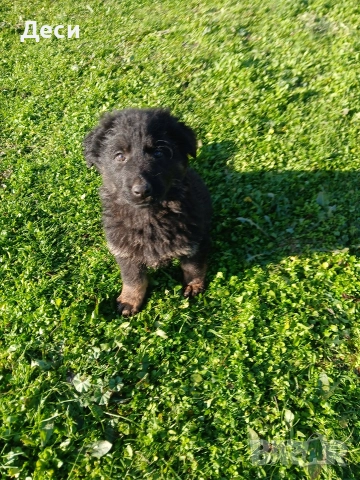 немска овчарка, снимка 3 - Немска овчарка - 52863905