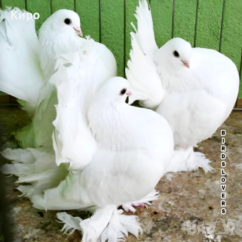 Имали Гълъби , снимка 1