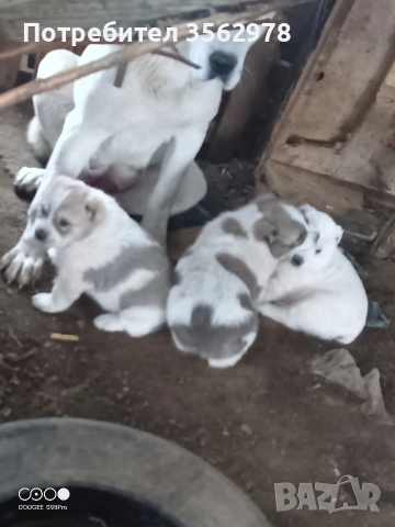 САО Алабай, снимка 3 - Алабай - 52820597