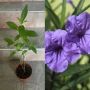 Продавам различни цветя, снимка 1 - Стайни растения - 44843070