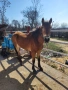Продажба на кон 2 г, снимка 2