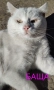 коте, бяло, сини очи, 5 мес., снимка 16