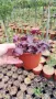  Хойхера Дворцово лилаво, Heuchera "Palace Purple"!!, снимка 7