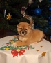Шиба ину Коледни изненади, снимка 2