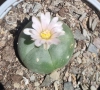 Пейот (Lophophora williamsii), снимка 3