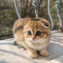 Scottish Fold , снимка 3