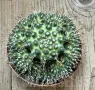 Mammillaria painteri ‘Supernova’, снимка 3