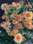 Разсад хризантеми , снимка 10