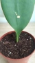 Sansevieria Masoniana - Whale fin ( Сансевиера Китова перка ), снимка 3