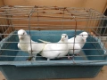 Бели гълъби за сватби, снимка 2