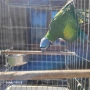 Китайски Александър(Psittacula derbiana), снимка 4