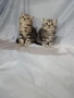 Две котенца ТАБИ , снимка 2