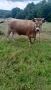 Продавам ,ялова крава, снимка 1 - За селскостопански - 45943352