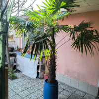Финикова палма 2 м, снимка 1 - Градински цветя и растения - 45031090