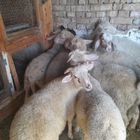 Агнета, снимка 7 - Овце - 45099267