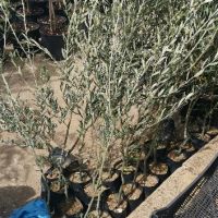 Цитросови и маслинови дръвчета , снимка 2 - Градински цветя и растения - 45295241