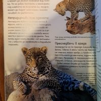 Енциклопедия за големите котки, снимка 4 - Енциклопедии, справочници - 45751715