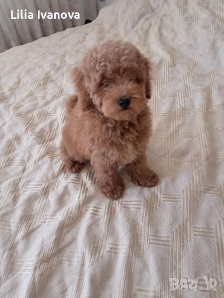 Пудел той/ poodle toy, снимка 1