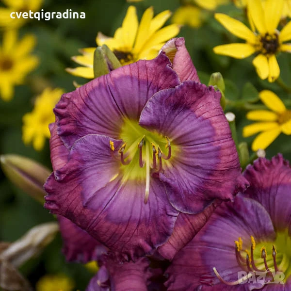 Hemerocallis Lavender Blue Baby (Лавандулово синьо бебе), снимка 1