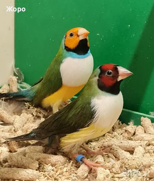 Продавам чифтове Гулдови Амадини , снимка 1