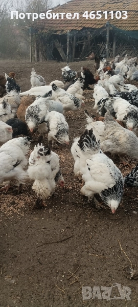 Продавам Брами, снимка 1