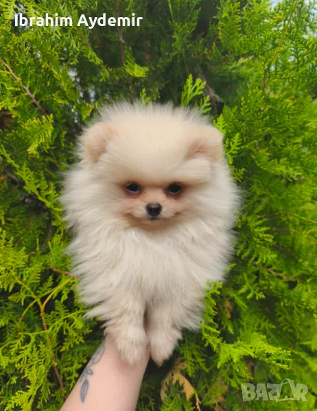 Pomeranian puppy's , снимка 1