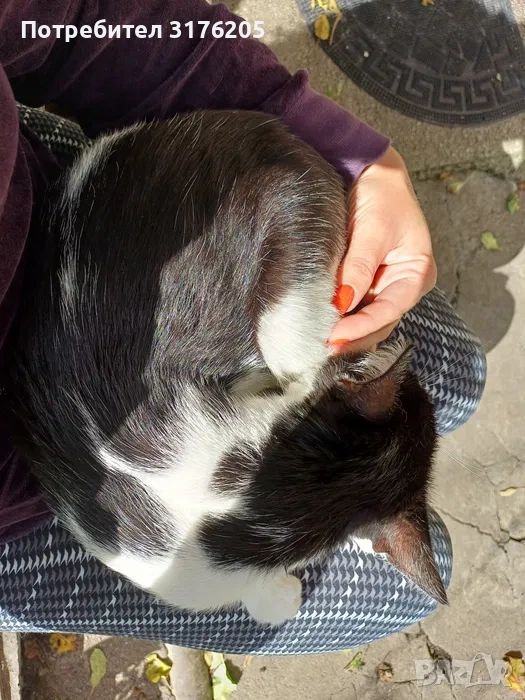 Търси дом - нежна домашна котка, снимка 1